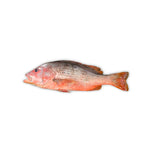 Load image into Gallery viewer, Fresh Snapper Fish