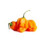 Load image into Gallery viewer, Hot Peppers Habanero