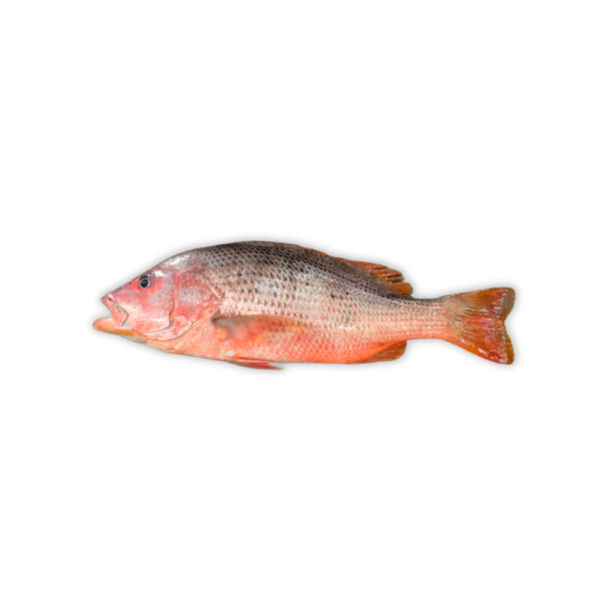 Fresh Snapper Fish
