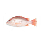 Load image into Gallery viewer, Fresh Snapper Fish