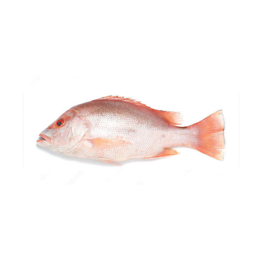 Fresh Snapper Fish