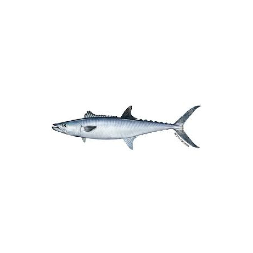 King Fish
