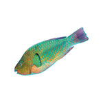 Load image into Gallery viewer, Parrot Fish