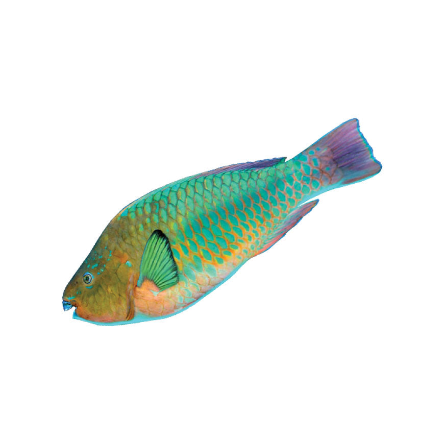 Parrot Fish